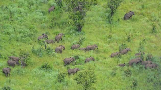 elephant_main_2_190618_hpmain_4x3_992201