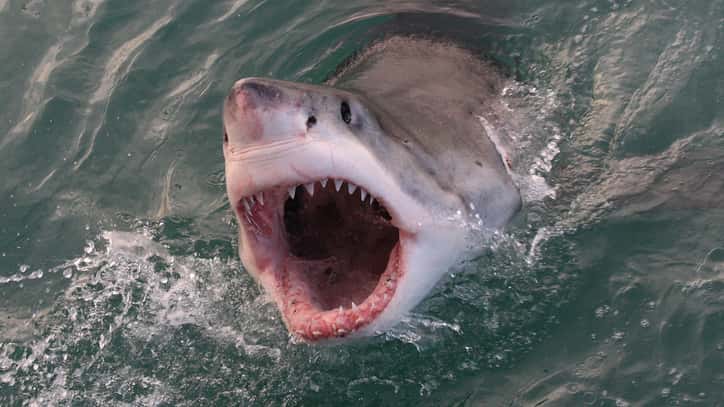 istock_061819_greatshark