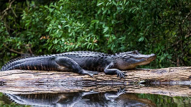 istock_062319_gator