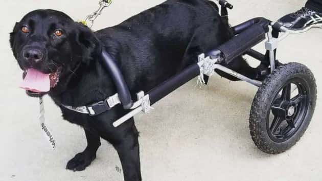 black-lab-wheelchair-adopted-main-ht-np-190625_hpmain_4x3_992201