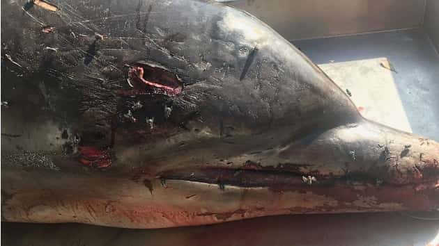 stabbed_dolphin_noaa_190712_hpembed_4x3_992