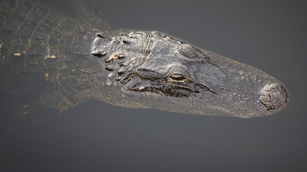 gettyimages_alligator_071219