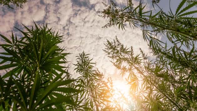 istock_71919_weedplants