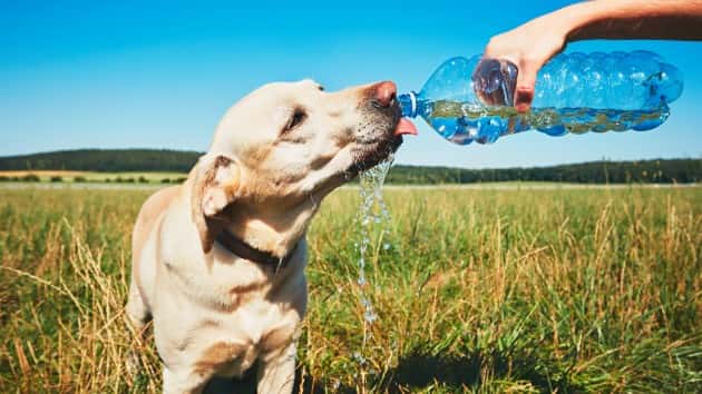 istock_71919_dogwater