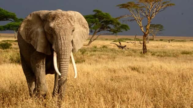 istock_72419_elephanttusks