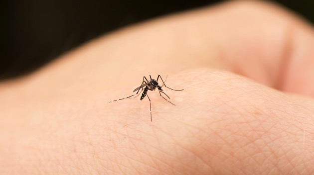istock_072919_mosquitoes