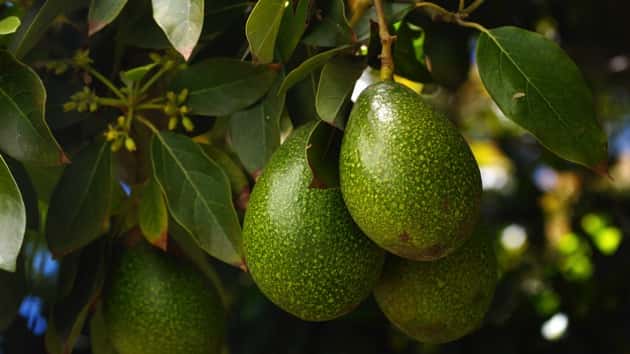 istock_073119_avocadotree