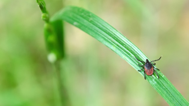 istock_080119_deertick