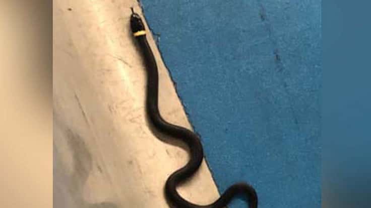 snake-ht-er-190820_hpmain_v4x3_12x5_992
