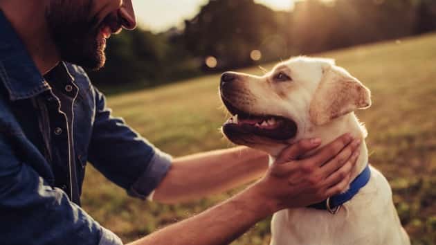 istock_082619_dogsmentalhealth