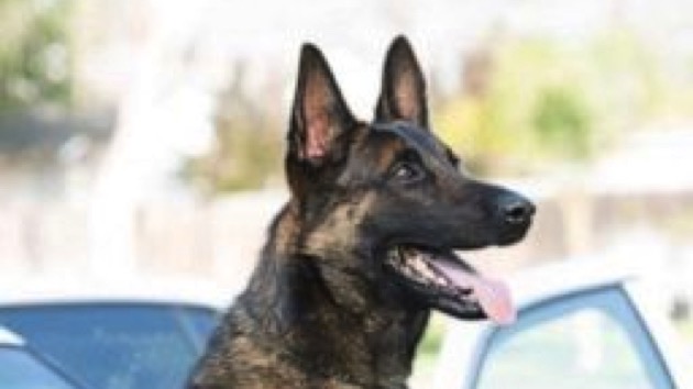 ozzy-police-dog-ht-jt-190826_hpembed_2x3_384