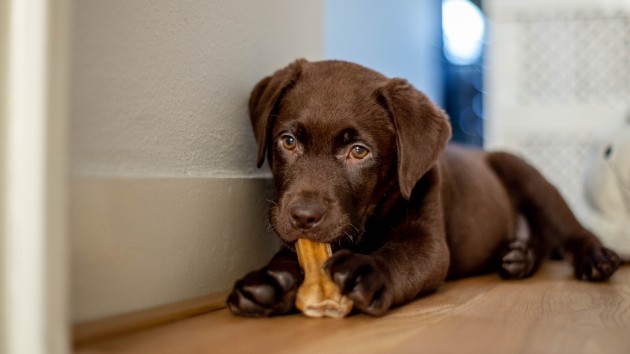 istock_82719_labpuppy