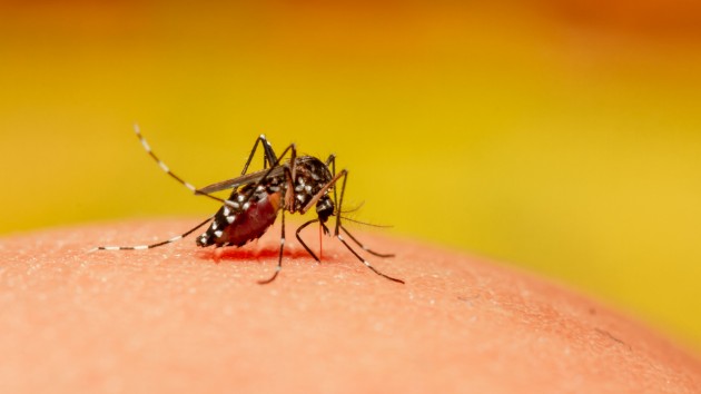 istock_82819_mosquitoskin