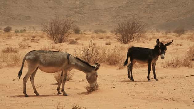 istock_083019_burros