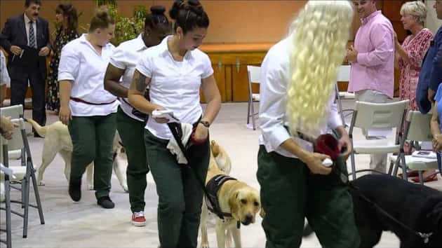 dog-abc-4-er-190827_hpembed_23x13_992