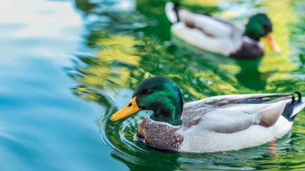 istock_91019_ducks