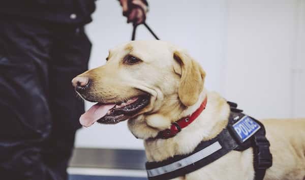 istock_091319_policedog