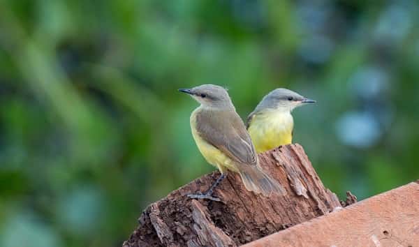 istock_091919_birds