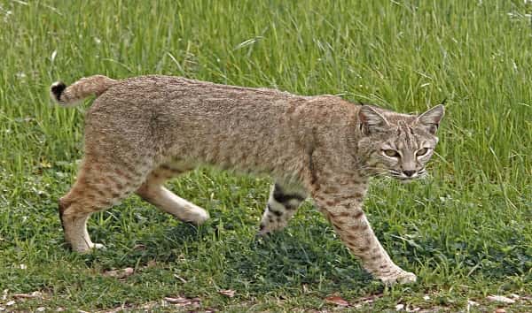 istock_091919_bobcat