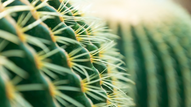 istock_92619_cactus