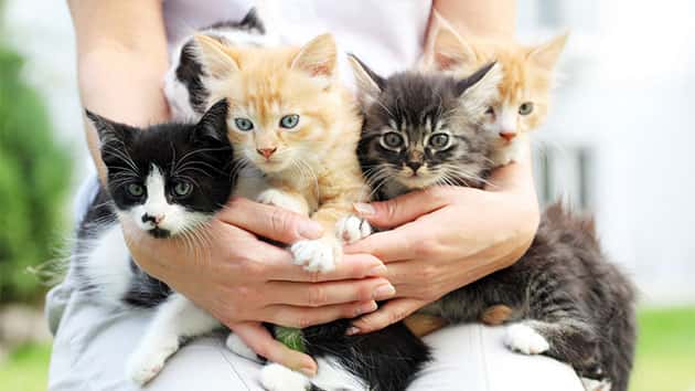 istock_092819_betokittens