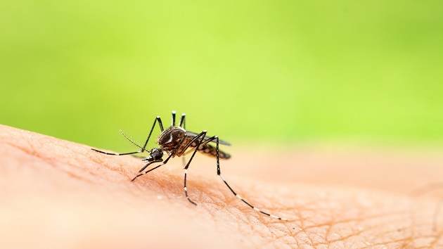 092919_istock_mosquito