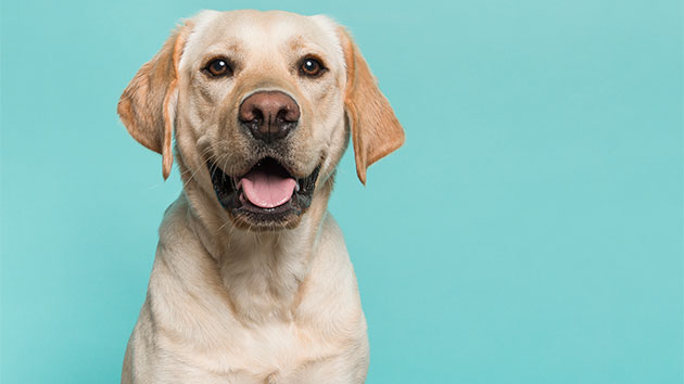 istock_100719_miracledog