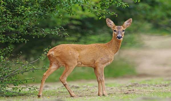 getty_102419_deer