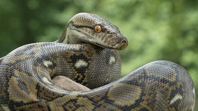 istock_103119_python