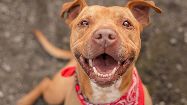 istock_110319_pitbullspuppers