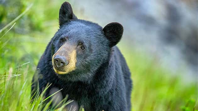 istock_110419_blackbear