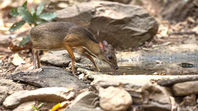 istock_111219_mousedeer
