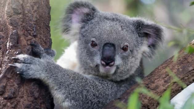 istock_111419_koala