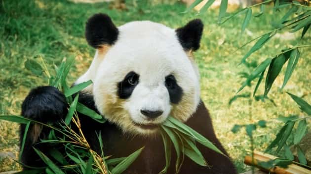 istock_111919_panda