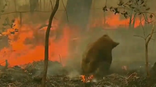 112519_abcnews_koalafire