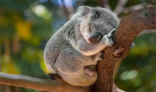 istock_112619_koala