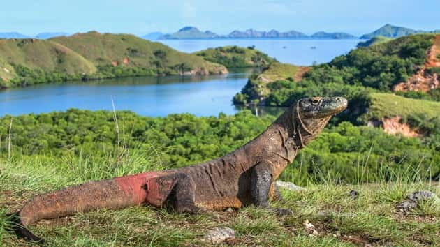 istock_120319_komododragon