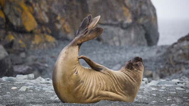 istock_elephantseal_120619