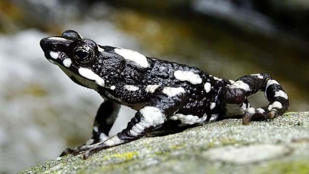 toad2-ht-ml-191212_hpembed_4x3_992