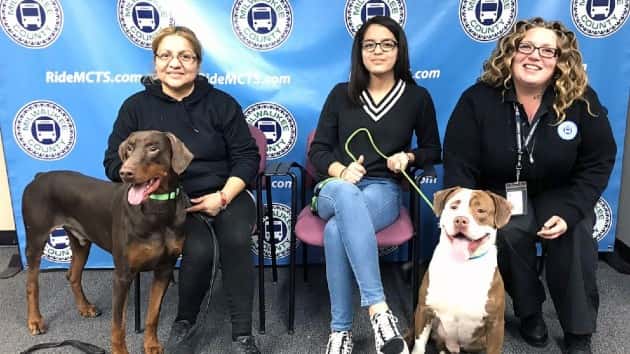 lost-dogs-returned-03-ht-jef-191223_hpembed_4x3_992201