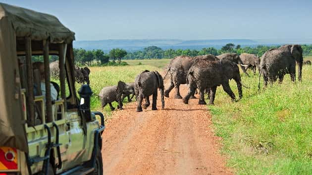 istock_010320_safaritours