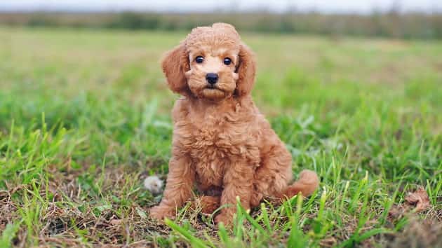 e_poodle_01062020