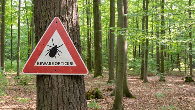 istock_ticks_010920