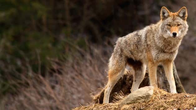 istock_11020_coyote