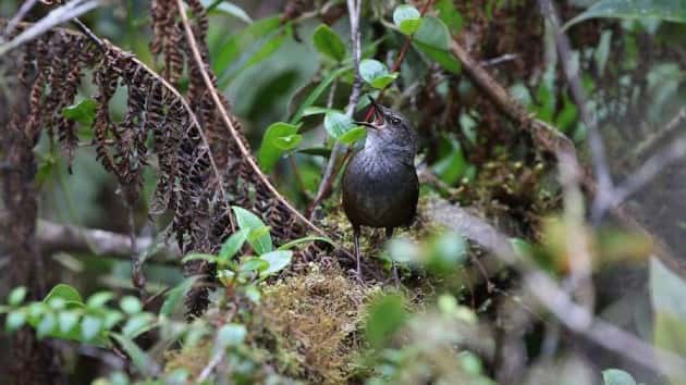 new-speciesgrasshopper_warbler-ht-ps-200110_hpembed_11x8_992201