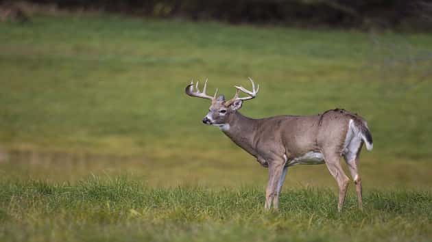 011020_istock_deer