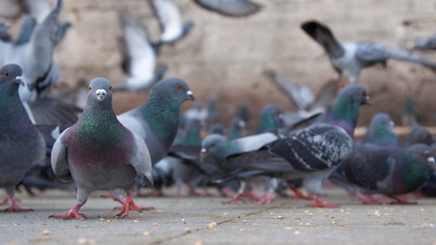 istock_11620_pigeons