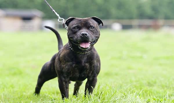istock_012020_pitbull_dageldog