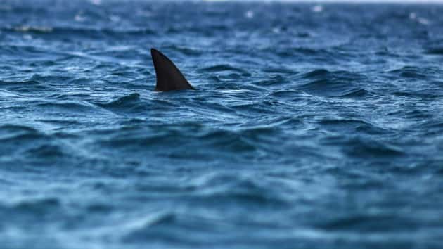 istock_012220_sharkattacks