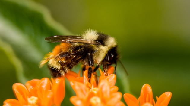 istock_2720_bumblebee
